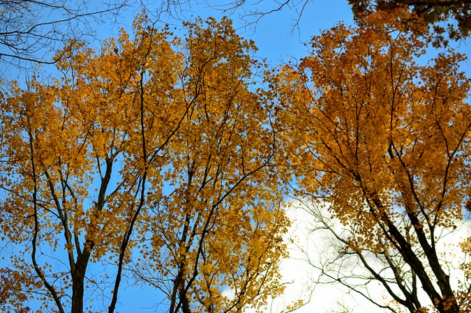 Fall foliage in Ontario, Canada