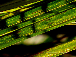 Close-Up-Coconut-Leaf