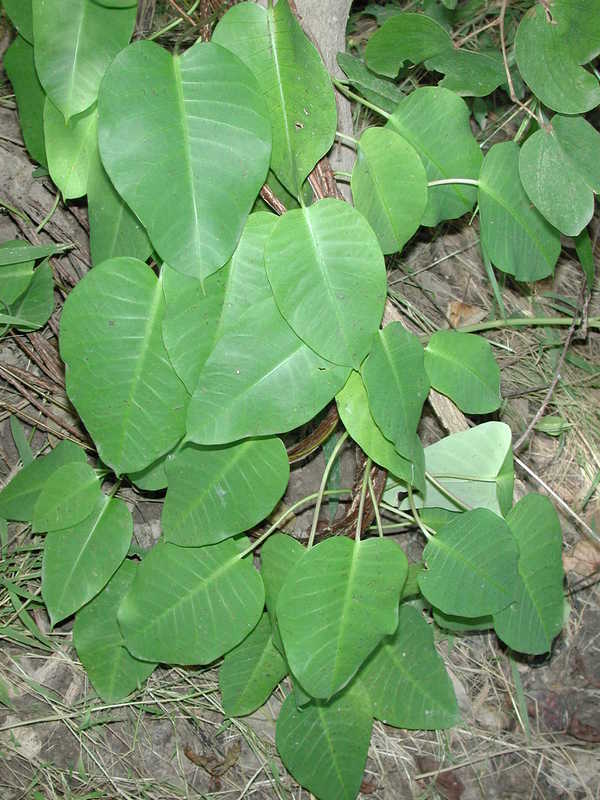 PARQUETINA NIGRESCENS...miracle leaves BOUQUI SKINCARE REPUBLIQUE