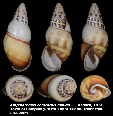 Amphidromus contrarius hanieli 38.62mm