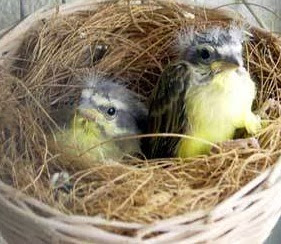 telur ciblek tidak menetas telur ciblek tidak menetas, ciblek menetas