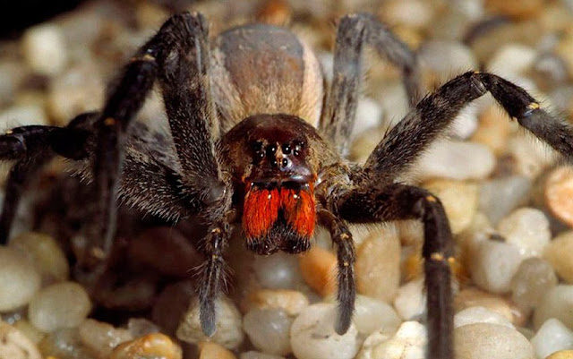 Araña Errante Brasileña Araña Errante Brasileña