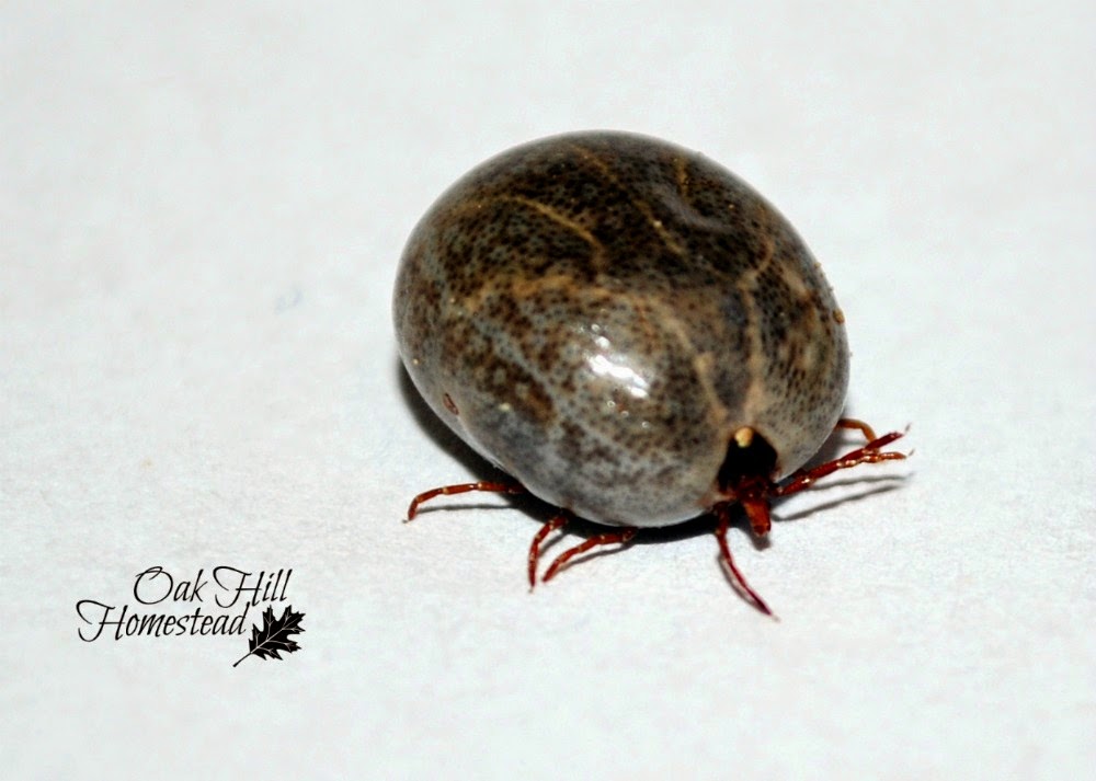 How to reduce the number of ticks on your property and yard.