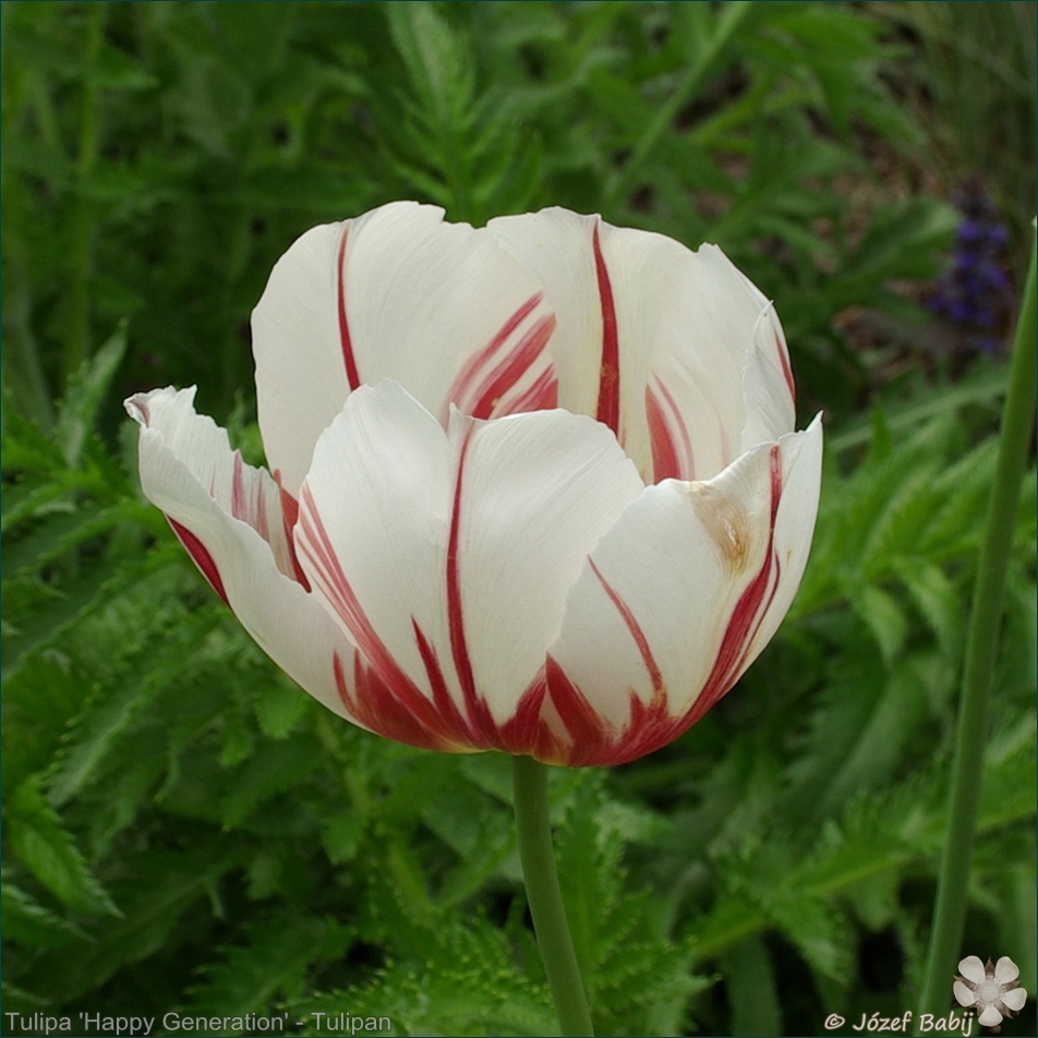 Plant Gallery - Encyklopedia Roślin: Tulipa ‘Happy Generation