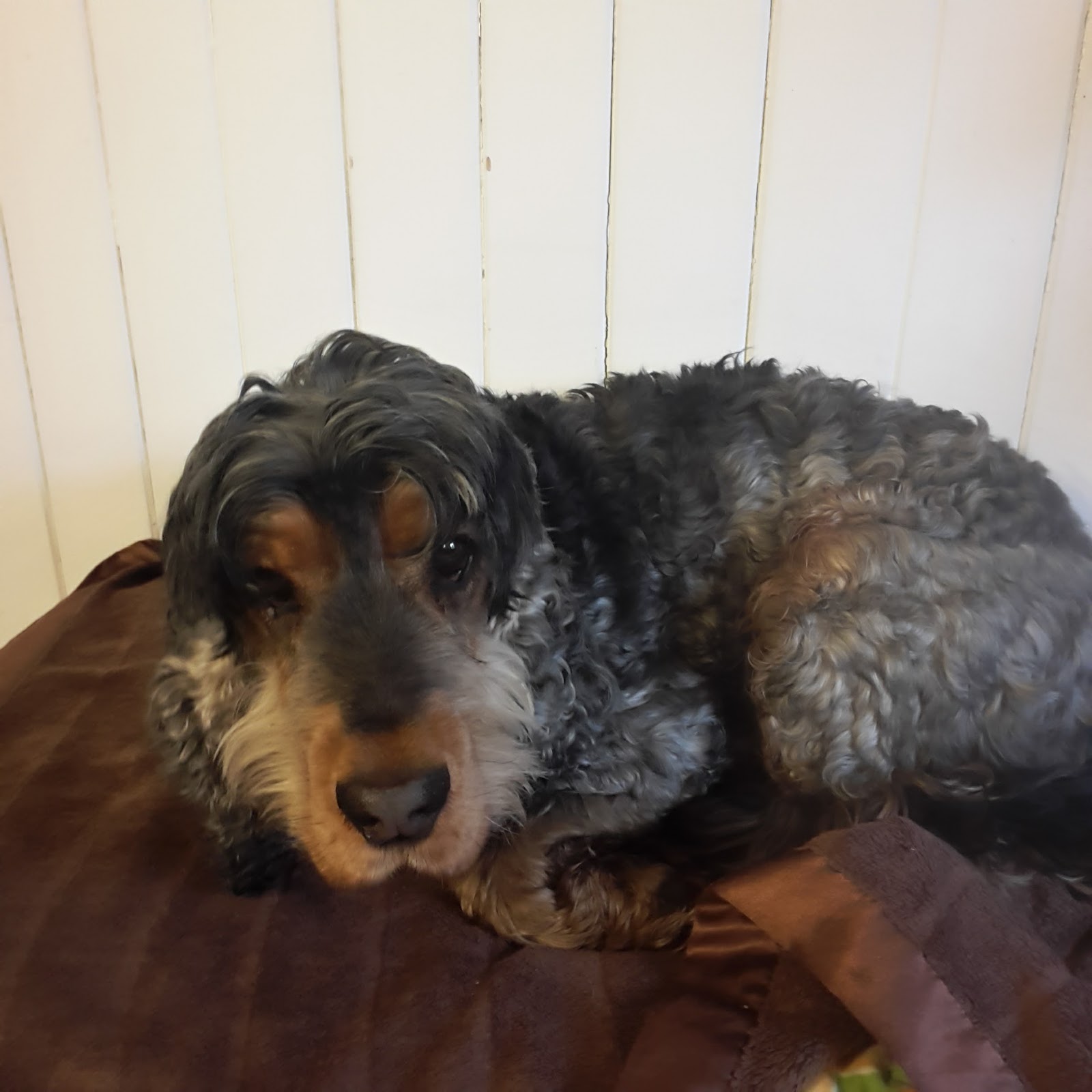 Oma mit Hund Aufstellen es ist Futterzeit