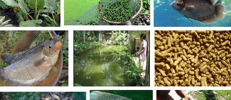 Cara Membuat Pakan Alami Gurame untuk Budidaya