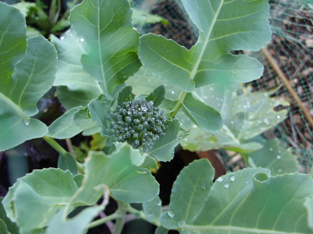Kelli's Northern Ireland Garden Veg Update (Broccoli, Cabbage