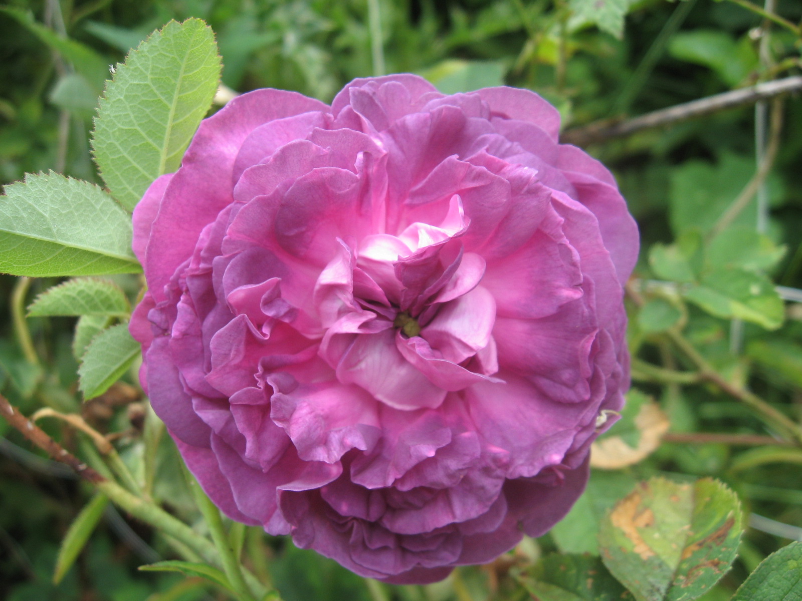 Weeding on the Wild Side: Those Magnificent Once-Blooming Roses and ...