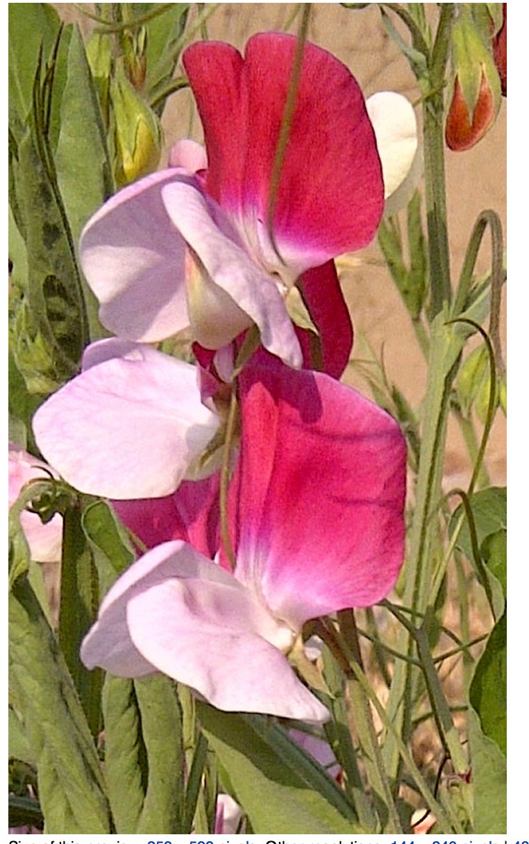 Sweet peas, growing and decorative possibilities Sweet peas, growing and decorative possibilities