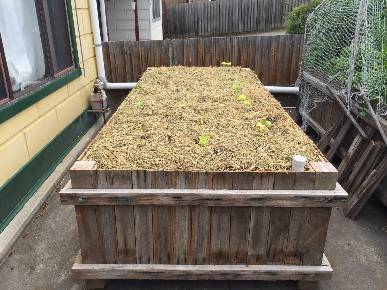 Nedly on his Treadly Wicking Bed Construction