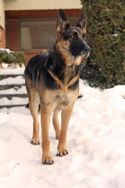 german shepherd puppy tips tips in urdu german shepherd care tips in diet chart tareeqa german shepherd puppy tips tips in urdu german shepherd care tips in diet chart tareeqa