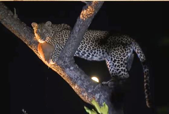 Karula on a live virtual African Safari