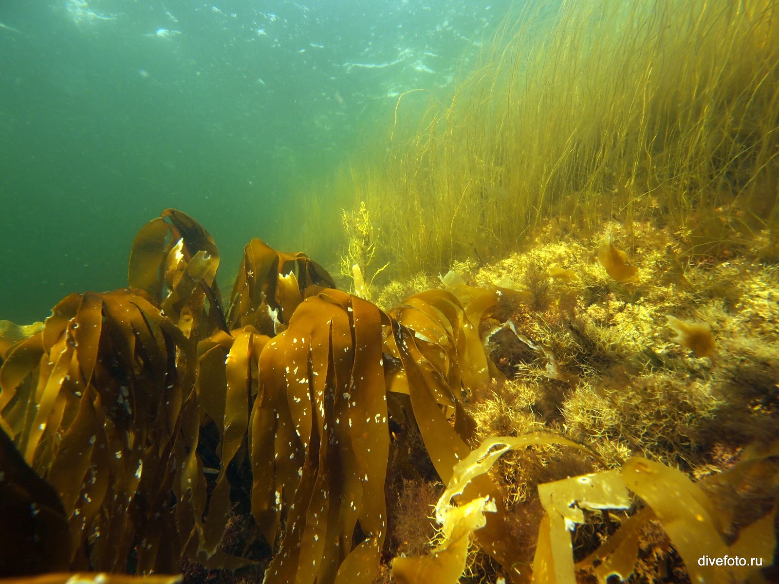 белое море под водой