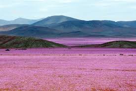 صحراء أتاكاما في تشيلي