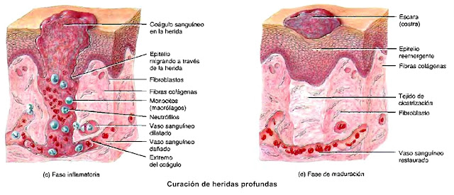 Piel epidermis curación de heridas cutáneas Piel epidermis curación de heridas cutáneas