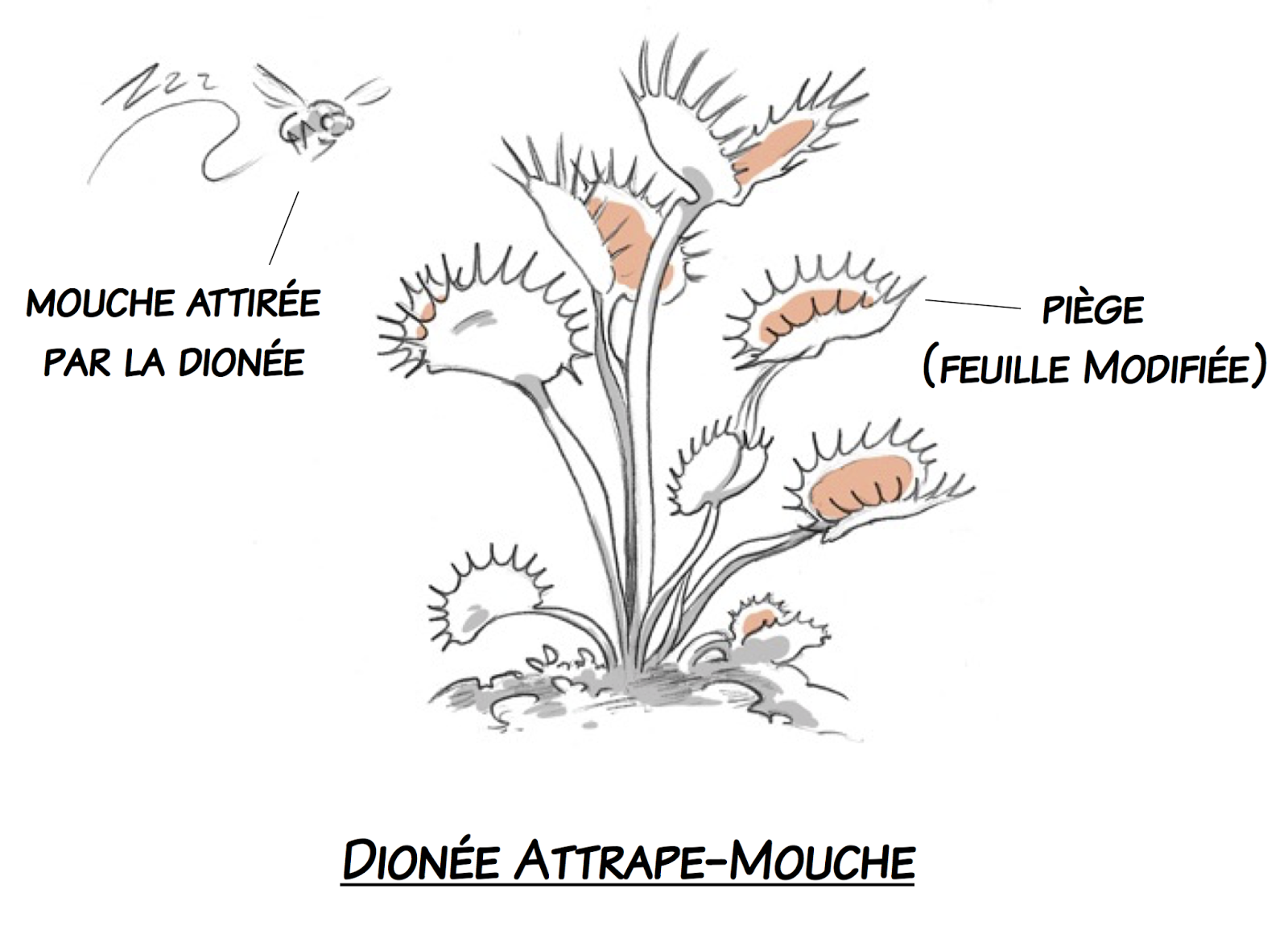 Une touche de vert. A splash