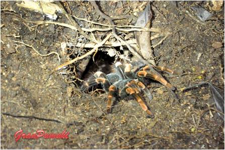 Blog de Viajes, Costa Rica en Familia, Pura Vida. Tarántula La tarántula está presente y es posible observarla en el tour nocturno por la selva y el Bosqu Nuboso de Monteverde. Mas en blog de Viajes a Costa Rica