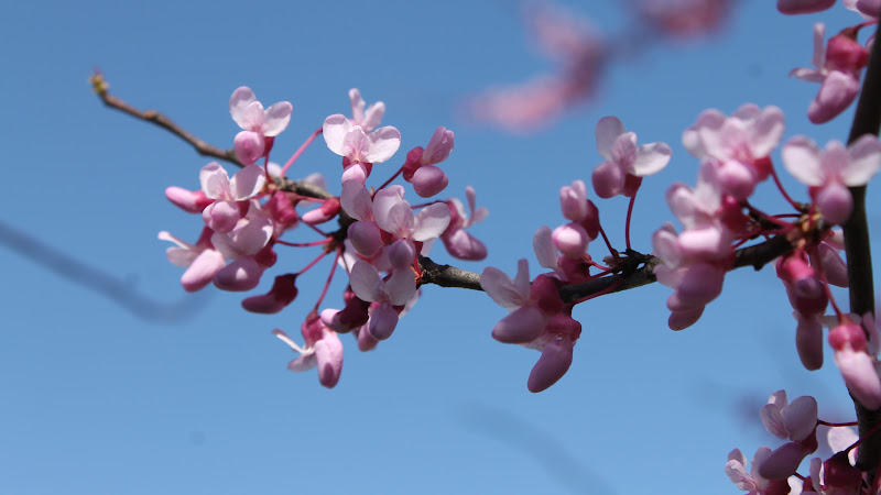 Spring Flowering