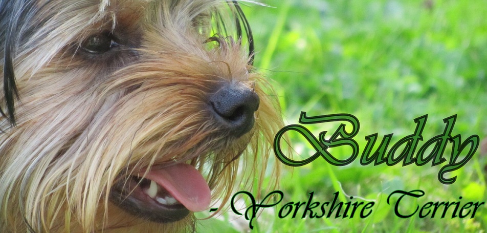Buddy - Yorkshire Terrier