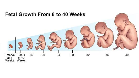Tahapan Perkembangan Janin di Dalam Rahim Ibu