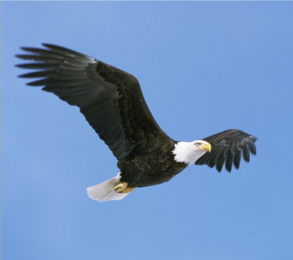 Bald Eagles Bird Population | Era Duju wallpaper blog