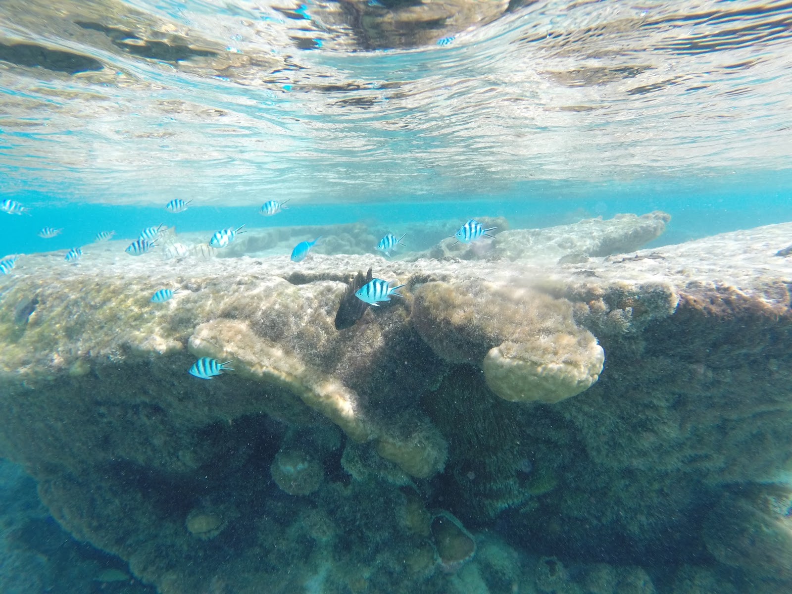 Life is a journey, not a destination!: Piscine naturelle, Ile des pins