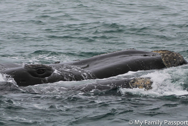 ballenas sudafrica