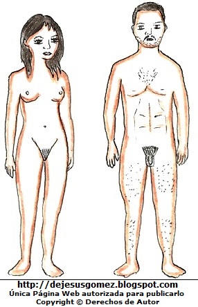 Cuerpo humano Dibujo del cuerpo humano adultos (mujer y hombre) por Jesus Gómez