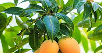 Kebaikan Mango Berlepas Diabetes Kebaikan Mango Berlepas Diabetes