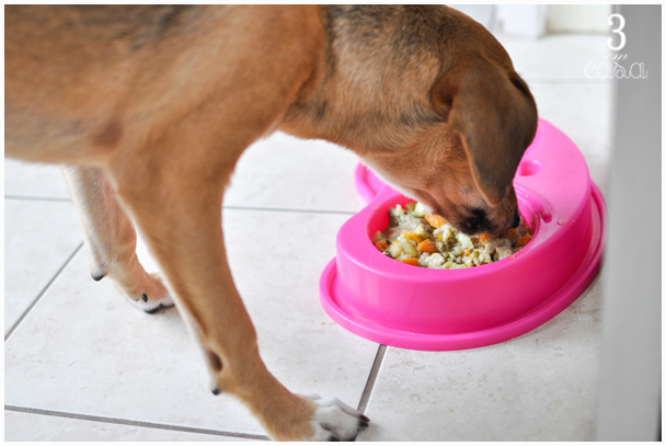 comida caseira para cachorro