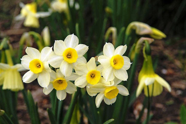 Pictures Of Flowers Daffodils Pictures Of Flowers Daffodils