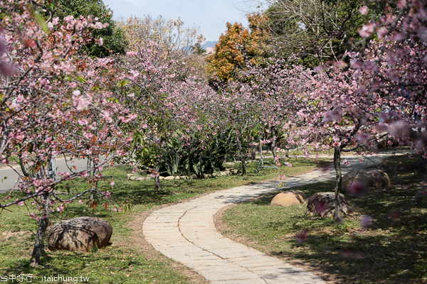 中科崴立機電櫻花公園河津櫻和吉野櫻率先登場,粉紅櫻花步道好美 中科崴立機電櫻花公園河津櫻和吉野櫻率先登場,粉紅櫻花步道好美