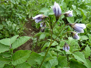 Sininen violetti peruna