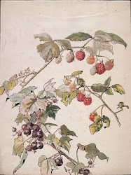 beatrix potter illustrations botanical drawings blackberry illustration blackcurrant nature beatrice watercolor drawing rabbit museum albert victoria 1866 1943 warne watercolour