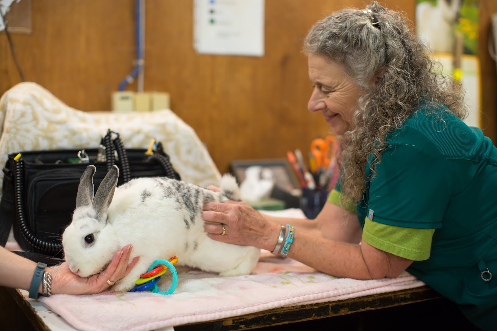 Woodland Park Zoo Blog Acupuncture for Emma, a gracefully aging rabbit