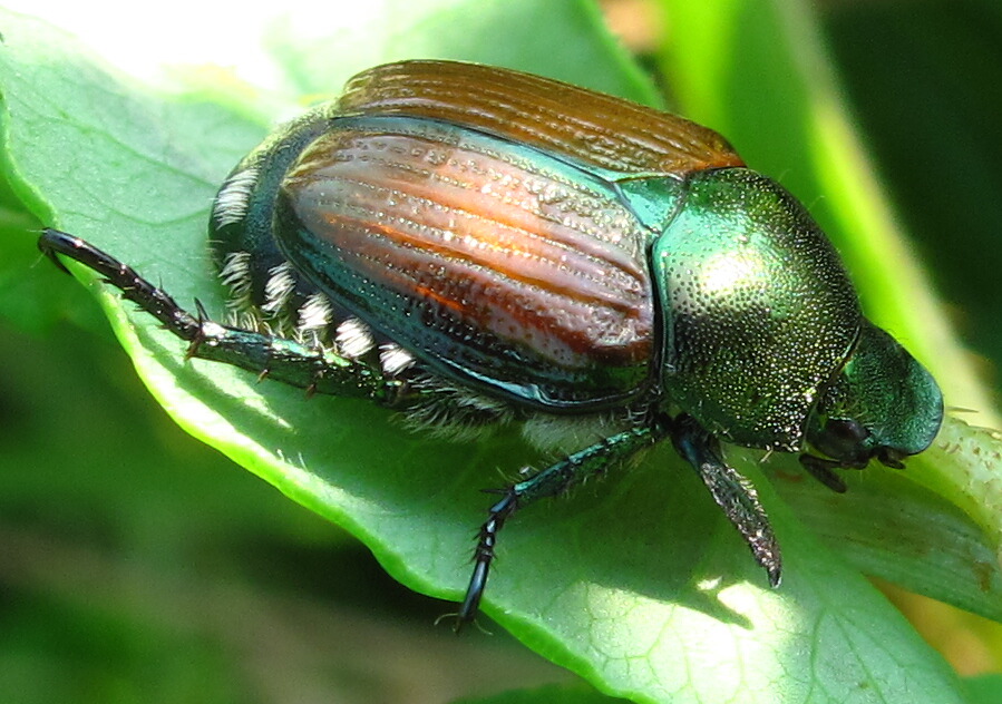The Joyce Road Neighborhood Return of the Japanese Beetles