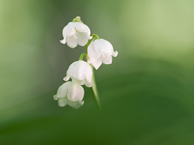 Maiglöckchen (Convallaria majalis) Maiglöckchen (Convallaria majalis)