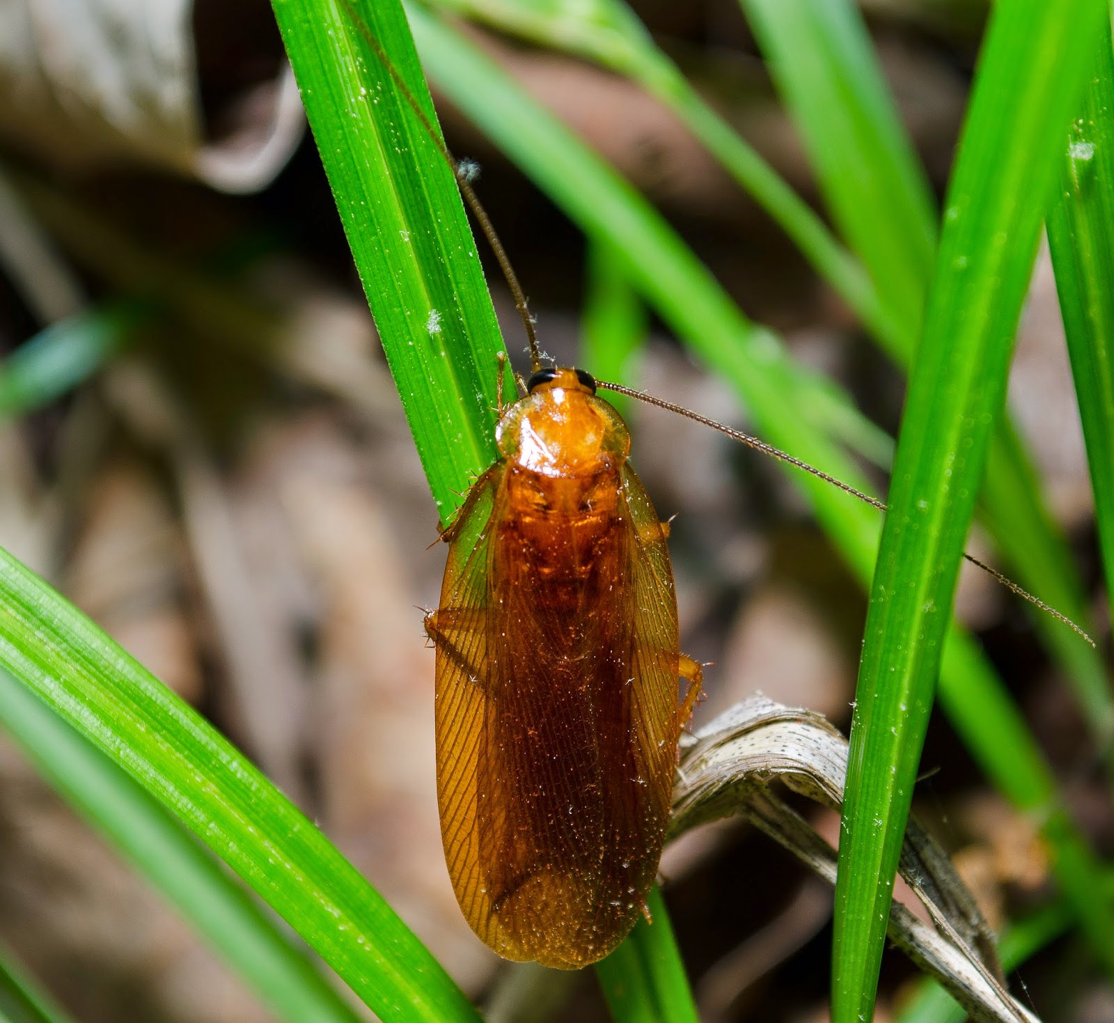 Uhler's Wood Cockroach, Parcoblatta uhleriana