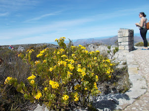 Fynbos vegetation on Table Mountain