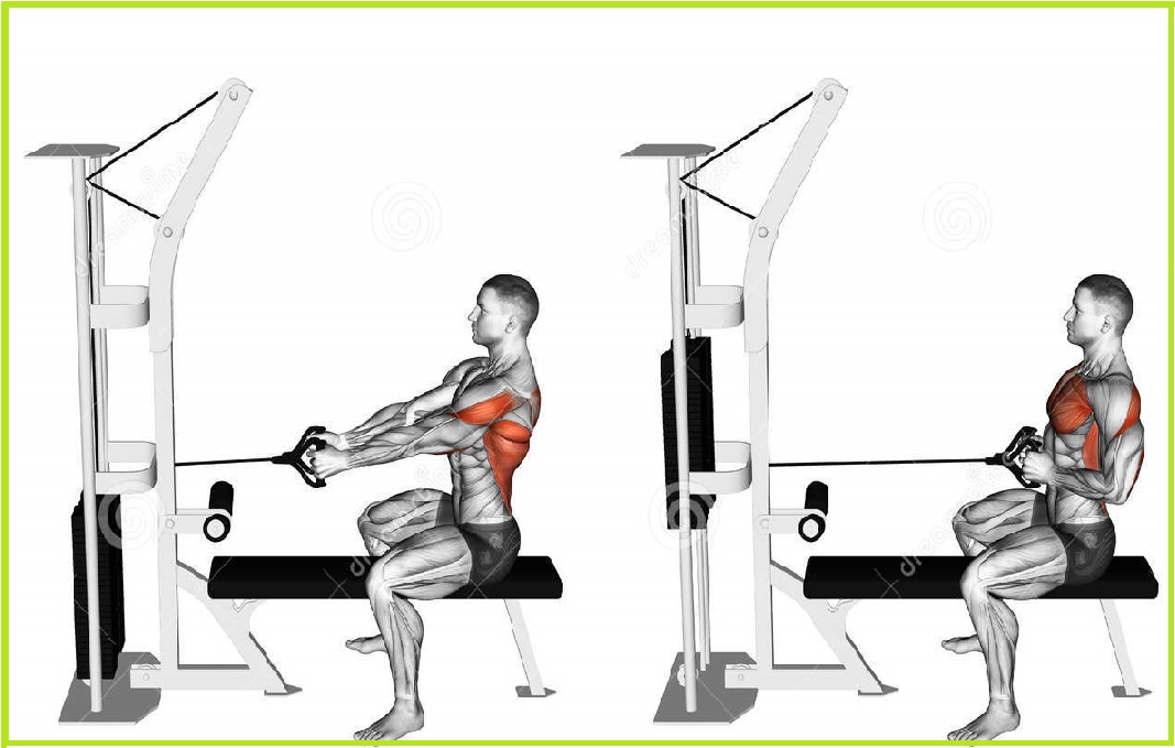 SEARCH AND BUY THIS PRODUCT Upper Back Exercises | Beginners’ Guides To A V-shaped