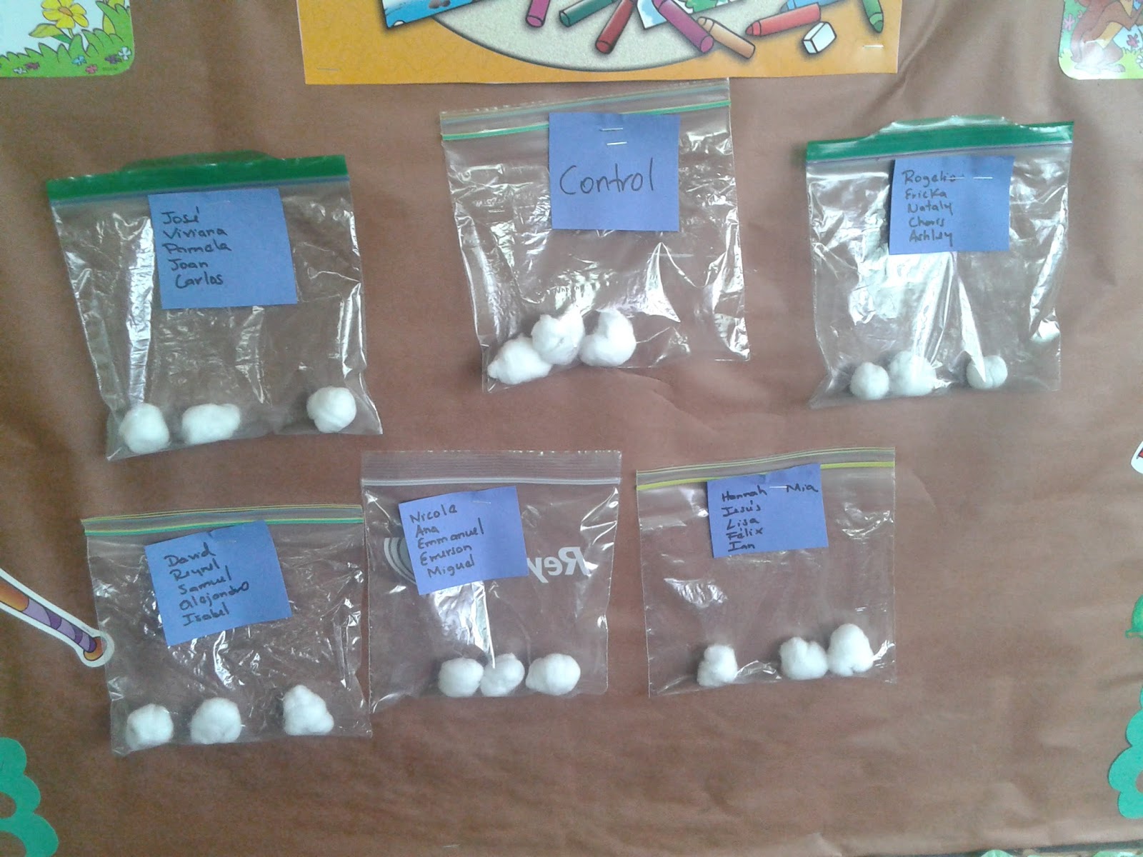 Ramón Guerra CLASS PROJECT 4TH> KIDNEY BEAN GERMINATION