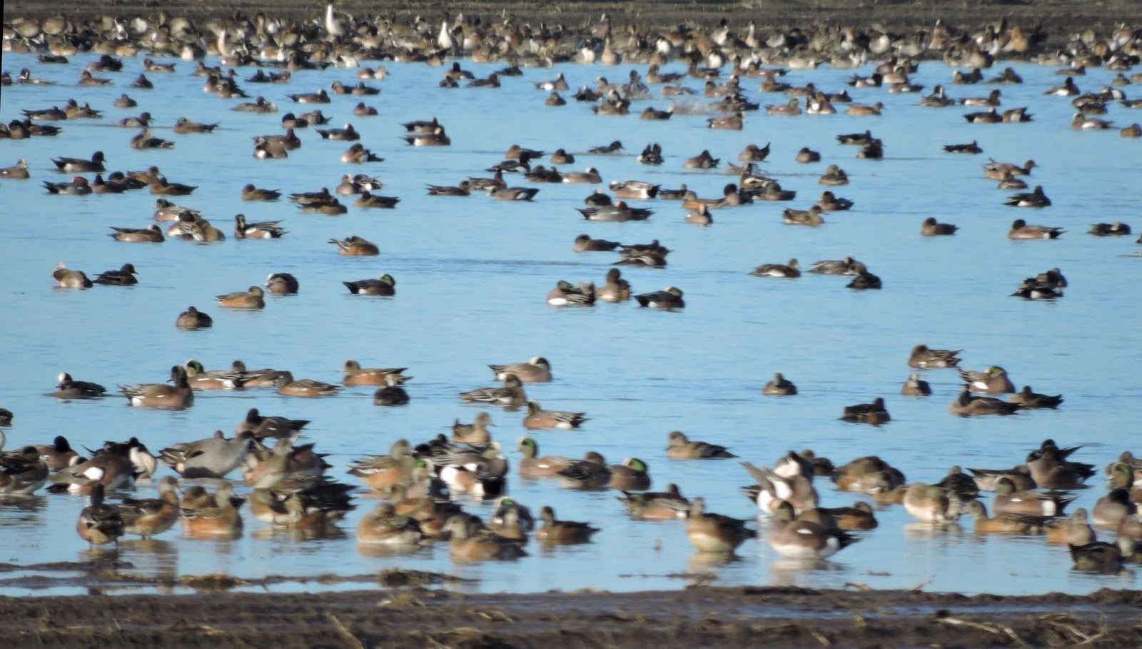 Scene Through My Eyes Pintail Ducks DUCKS%2BPOND%2B1