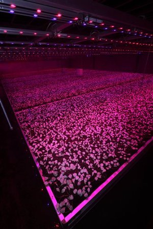 7_Netherlands_Sunless_Farming_.sff_custom.jpg