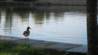 Photo of a single duck at the Tidal Basin