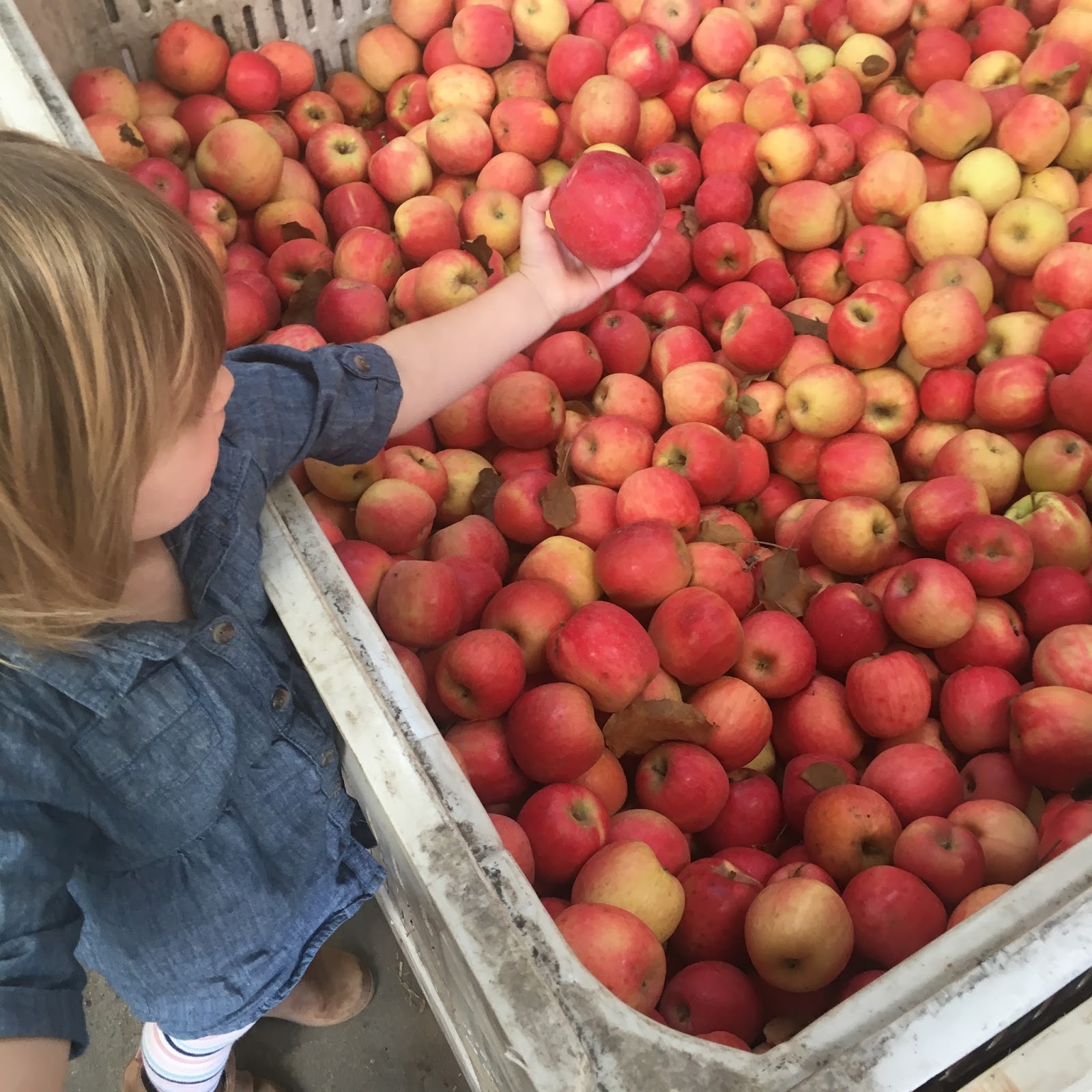 THE pepper EXPRESS Apple Picking on Apple Hill