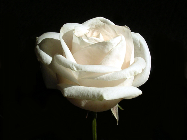 Kopi Hangat Foto Bunga Mawar yang Cantik