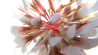 wild-flower-closeup