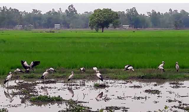 Madhupur and Dhanbari B are seen in guest birds মধুপুর ও ধনবাড়ীর বিলগুলো অতিথি পাখিতে মুখরিত