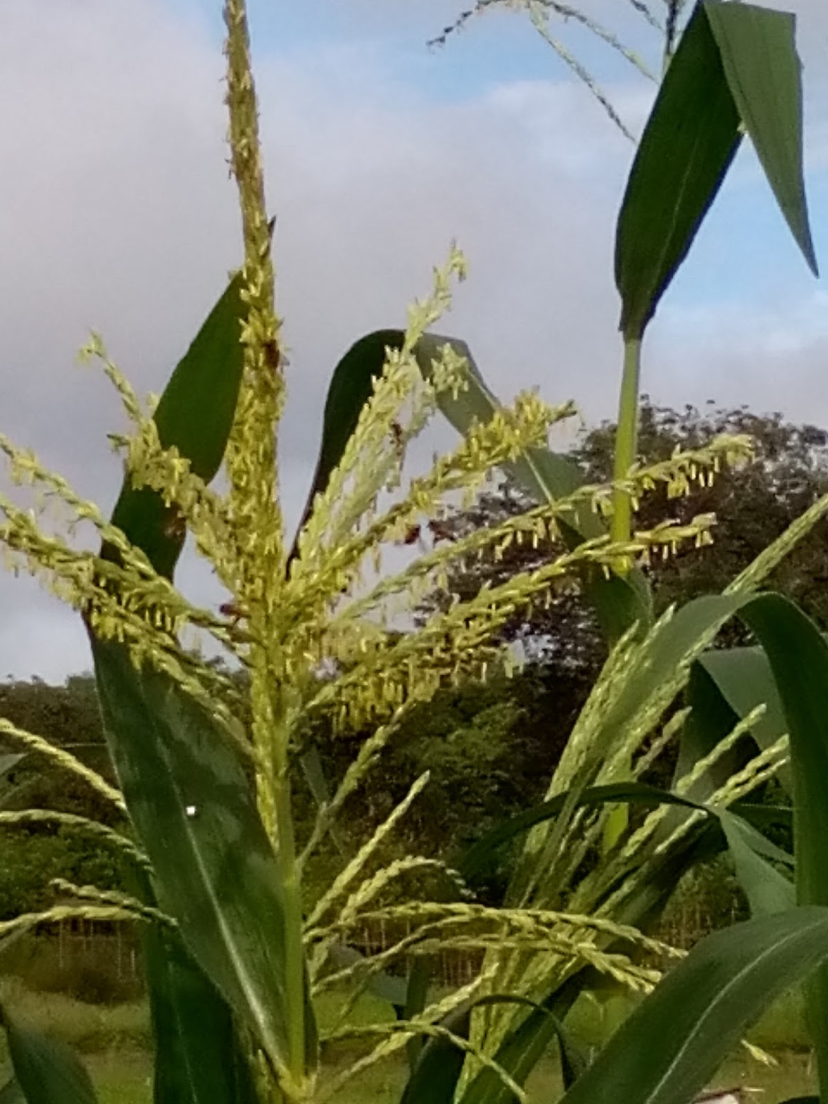 Meyblog Penyerbukan Tanaman Jagung Zea Mays L