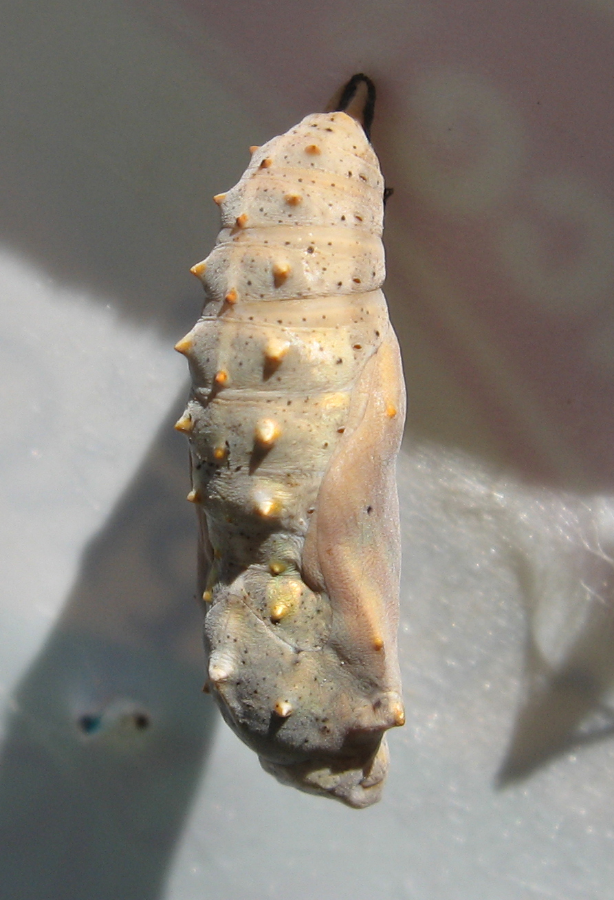 Tangled  The Great Painted Lady Project